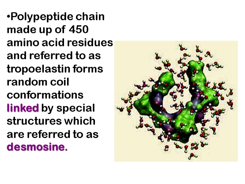 Polypeptide chain made up of 450 amino acid residues and referred to as tropoelastin